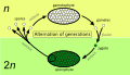 Diagram of alternation of generations