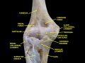 Elbow Joint - Deep Dissection (Anterior View, Human Cadaver)