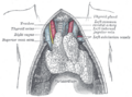 Vagus nerve and the carotid artery.