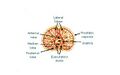 Lobes of the prostate
