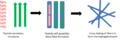 Peptide hydrogel formation simplified scheme