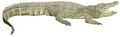 Siamese Crocodile