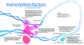 General transcription factor
