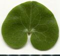 Asarum europaeum