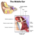 Ear Anatomy Middle Ear