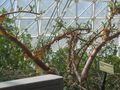 Boswellia sacra in greenhouse