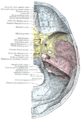 Jugular foramen