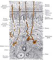 Detailed view of a sweat gland