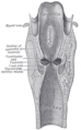 Gray's anatomy illustration of the larynx and trachea.