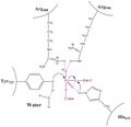 Topoisomerase IB active site