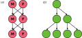 Evolution of sexual reproduction diagram
