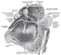 Eardrum
