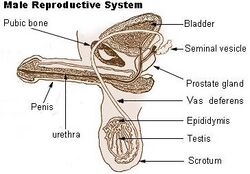 Male reproductive system