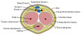Dorsal artery of the penis