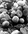 Immune system