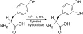 Tyrosine to L-DOPA reaction catalyzed by tyrosine hydroxylase