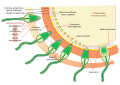 Acrosome reaction diagram