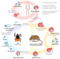 Babesia life cycle in humans