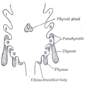 Anatomical illustration of parathyroid gland