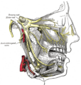 Anterior superior alveolar nerve - Image 1