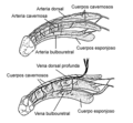 Dorsal artery of the penis