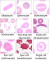 Poikilocytes - Red blood cell types