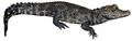 West African Dwarf Crocodile