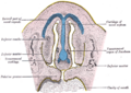 Vomeronasal organ