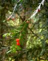 Natural_product