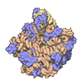 Prokaryotic large ribosomal subunit