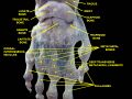 Dissection of the Human Hand