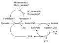 Hydrogenosome diagram