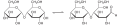 Maltose Gleichgewicht