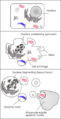Apoptosis
