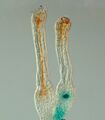 Egg cell