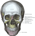 Infraorbital foramen in human skull