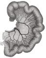 Diagram of the superior mesenteric artery and its branches.