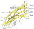 Thoracodorsal nerve anatomy