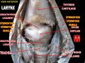 Detailed anatomy of the larynx