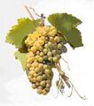 Malvasia grapes