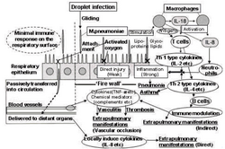 Pathogenicity of Mycoplasma pneumoniae in vasculitic-thrombotic disorders