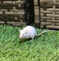 Pet lab mouse in the grass