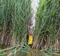 Phragmites
