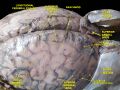 Middle cerebral veins
