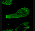Tetrahymena Beta Tubulin