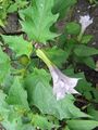 Datura stramoniumDatura stramonium