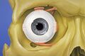 Anterior view of the eye orbit anatomy