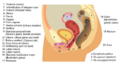 Lateral view of the female reproductive system