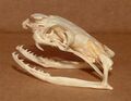 King Cobra Skull