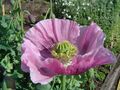 Close-up of an opium poppy flower